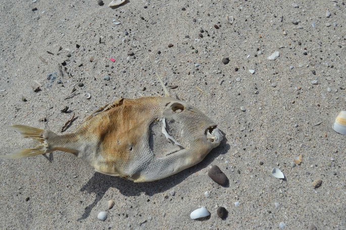 0 Isla Carmen (25) [Desktop Auflösung]