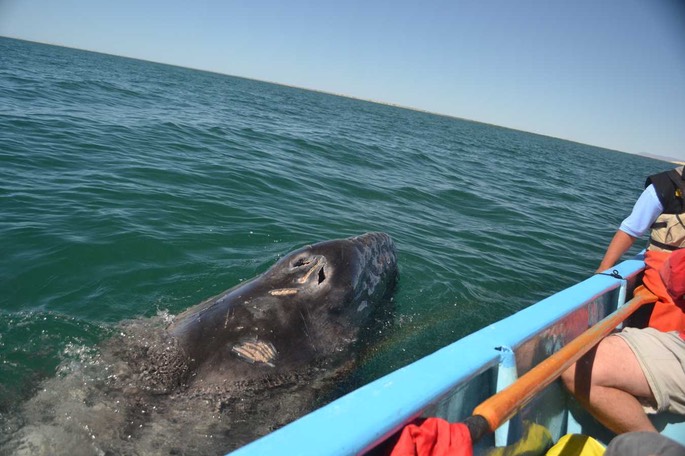 1 San Ignacio Wale (10) [Desktop Auflösung]