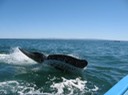 1 San Ignacio Wale (11) [Desktop Auflösung]
