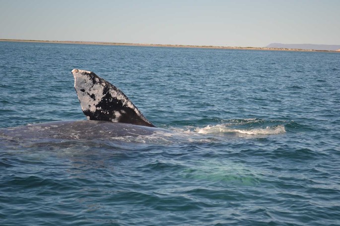 1 San Ignacio Wale (16) [Desktop Auflösung]