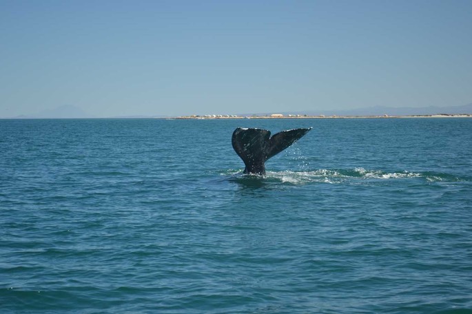 1 San Ignacio Wale (22) [Desktop Auflösung]