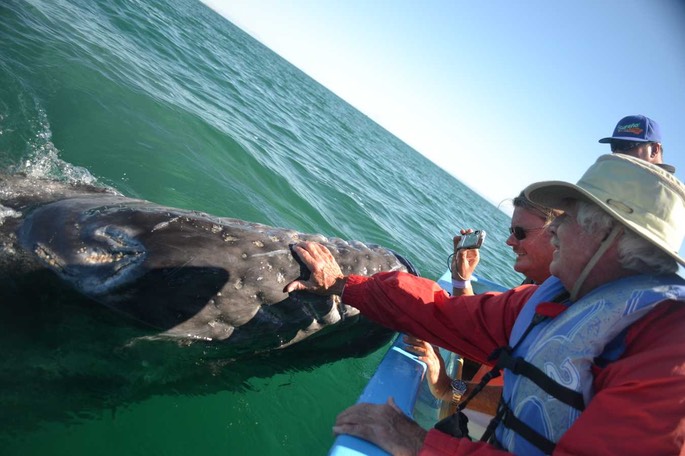 1 San Ignacio Wale (6) [Desktop Auflösung]