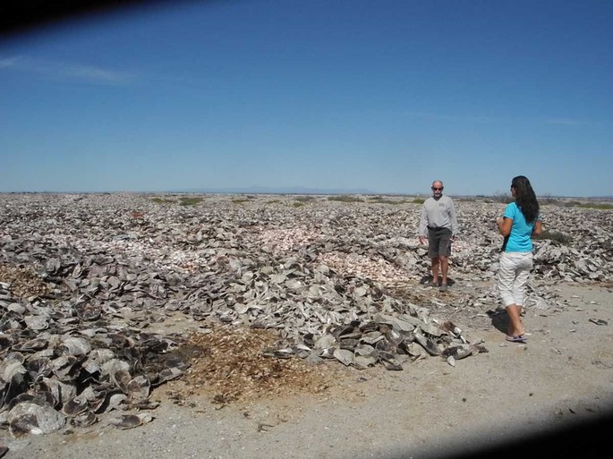 1 San Ignacio Wale [Desktop Auflösung]