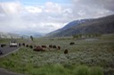 1 Yellowstone (8)
