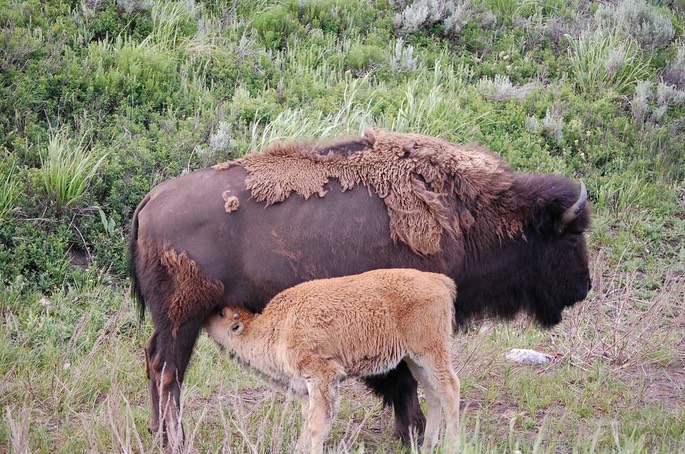 1 Yellowstone (9)