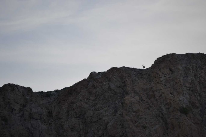 2 Pulpito Hirschkuh (6) [Desktop Auflösung]