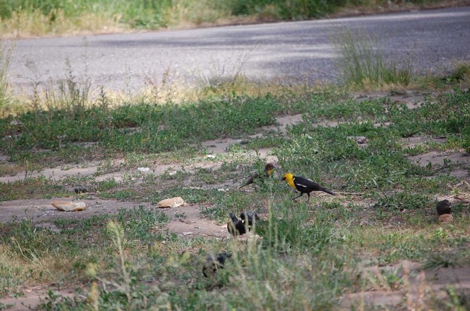 2 Yellowstone Bear World Idaho (5) [Desktop Auflösung]