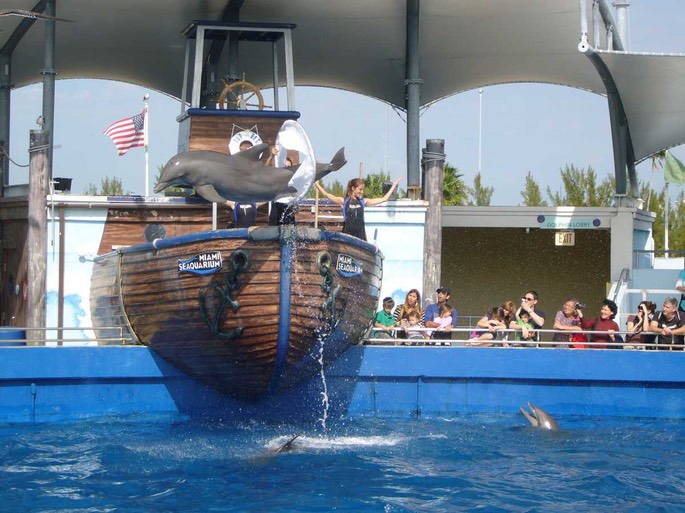 31 Delphine 2 [Desktop Auflösung]