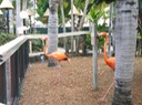 31 Flamingos [Desktop Auflösung]