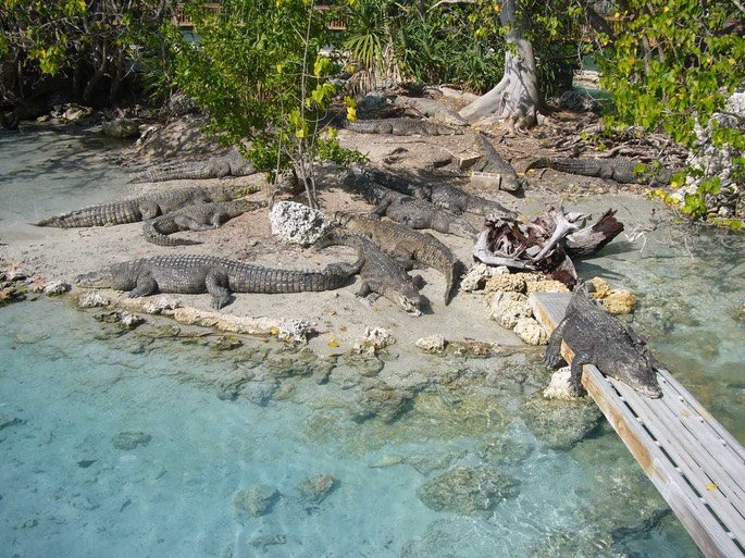 31 Krokodile [Desktop Auflösung]