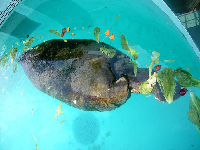 31 Manatee [Desktop Auflösung]