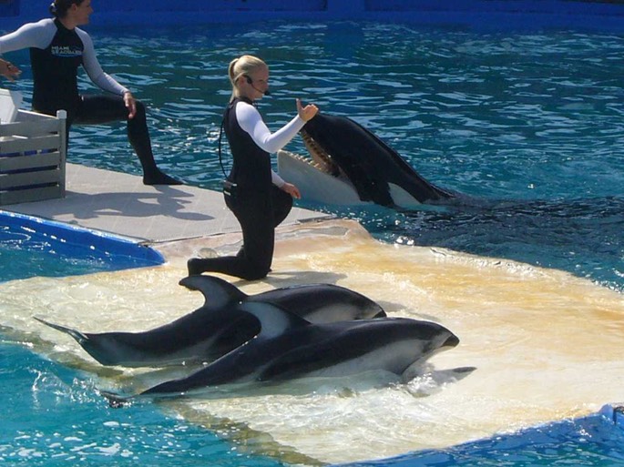 31 Orka 5 [Desktop Auflösung]