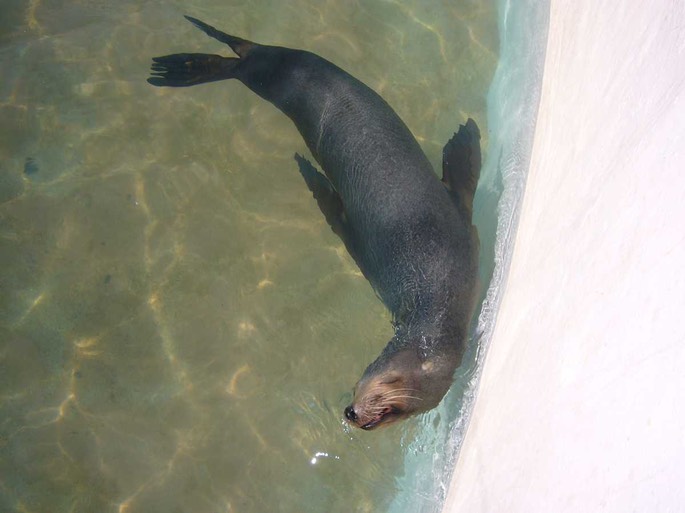 31 Seehunderl [Desktop Auflösung]