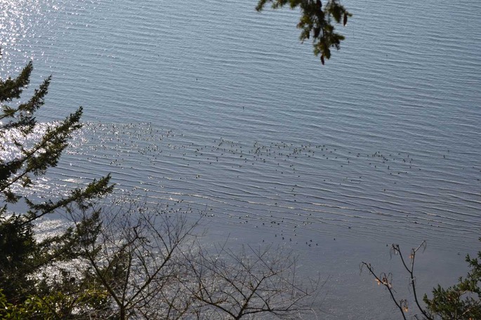 BE Mt Baker u Chuckanut Bay (21) [Desktop Auflösung]