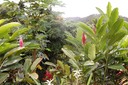 Bense Blumen