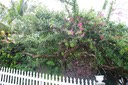 Bequia Calabash-Tree [Desktop Auflösung]