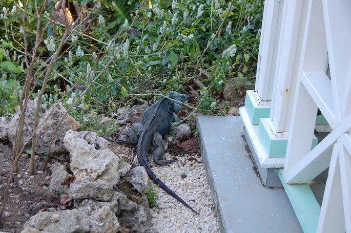 BG blue Iguana [Desktop Auflösung]