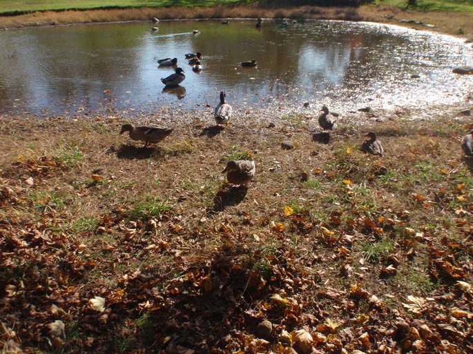 BI Enten [Desktop Auflösung]