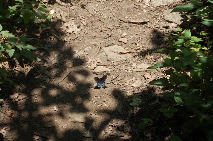 Blauer Admiral