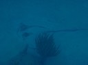 BVI Stingray [Desktop Auflösung]