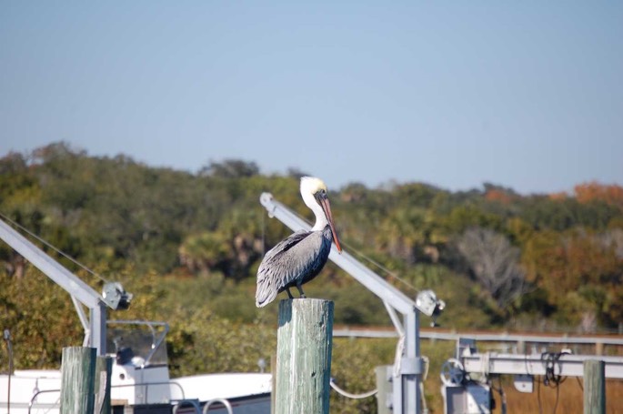 C C Pelikan [Desktop Auflösung]