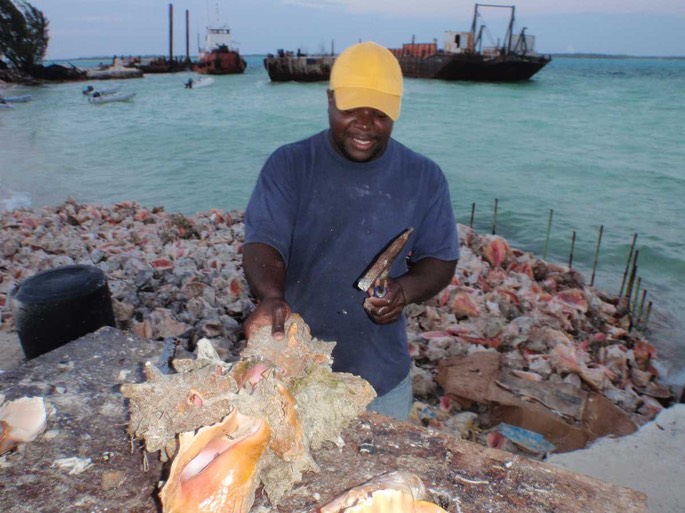 Conch 1 [Desktop Auflösung]