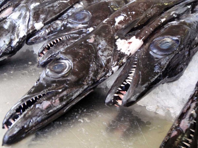 degenfisch