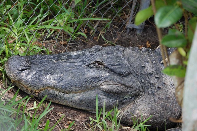 Everglades Aligator 1 [Desktop Auflösung]