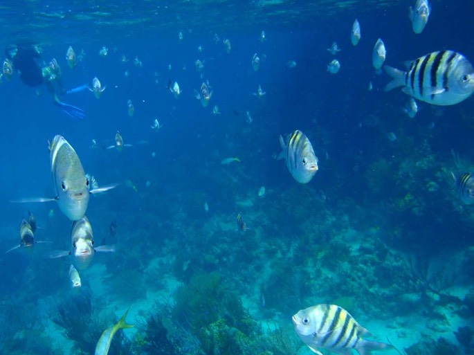 Exumas Aquarium [Desktop Auflösung]