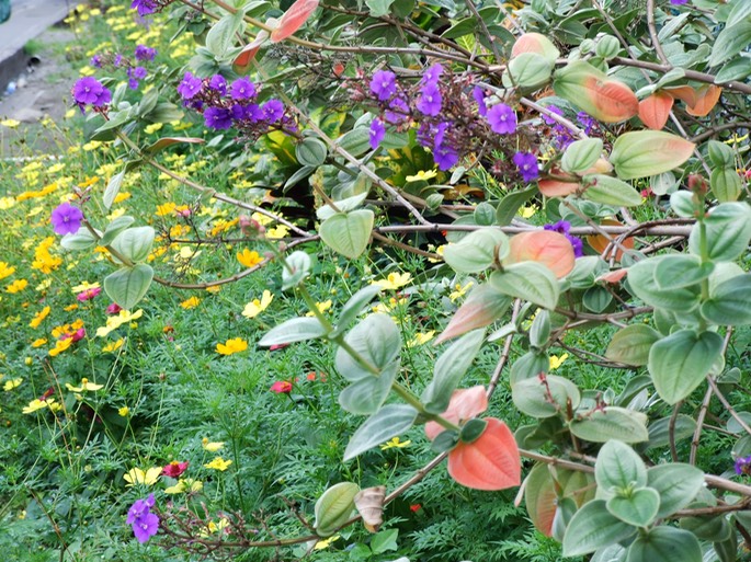 Farbenpracht