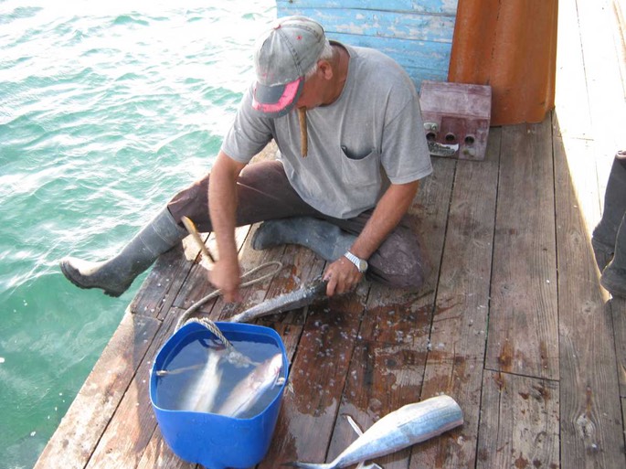 Fischputz [Desktop Auflösung]