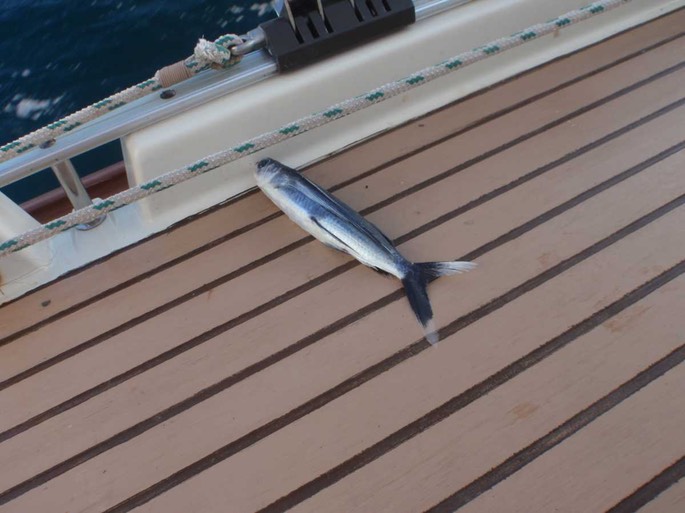 fliegender Fisch [Desktop Auflösung]