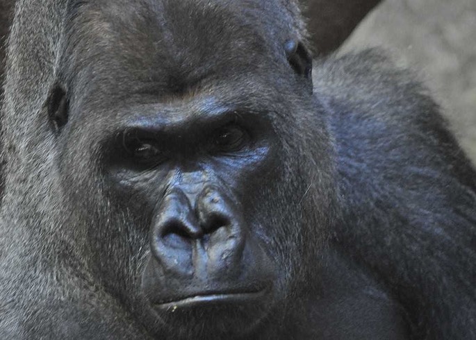 Gorilla [Desktop Auflösung]