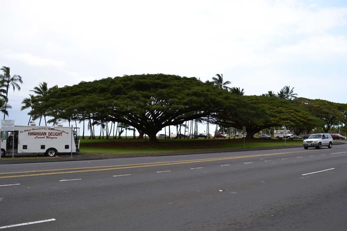 Hilo Banyanallee [Desktop Auflösung]