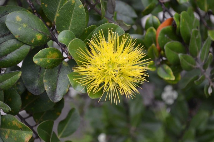Hilo Mimose [Desktop Auflösung]