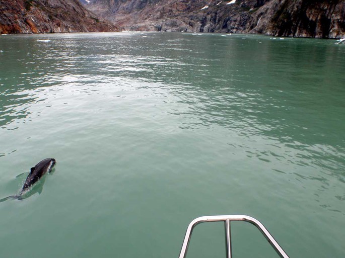 HP 3 Delphin [Desktop Auflösung]