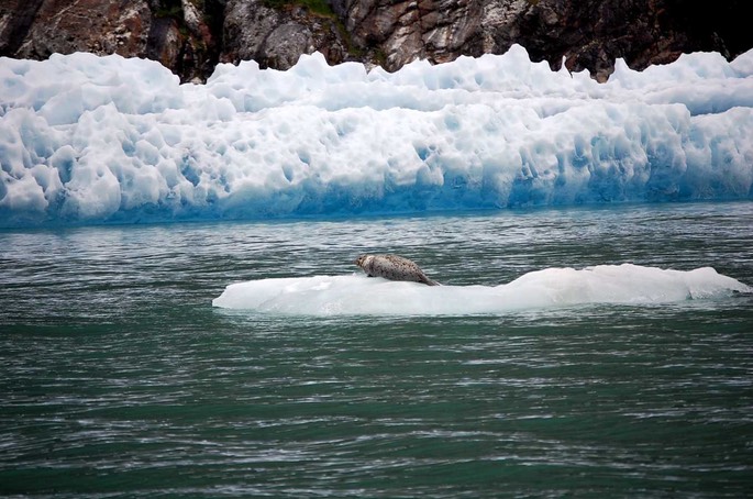 HP 31 Seelöwe [Desktop Auflösung]