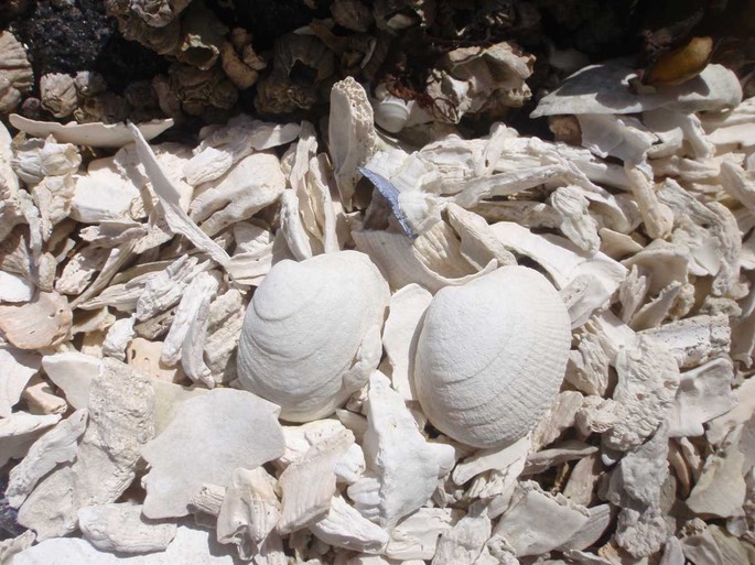 HP Fury Muscheln [Desktop Auflösung]