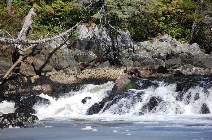 HP Kent Inlet Laredo Channel Fischotter [Desktop Auflösung]