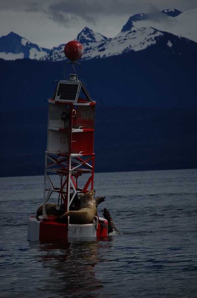 HP Petersburg Seehunderl [Desktop Auflösung]