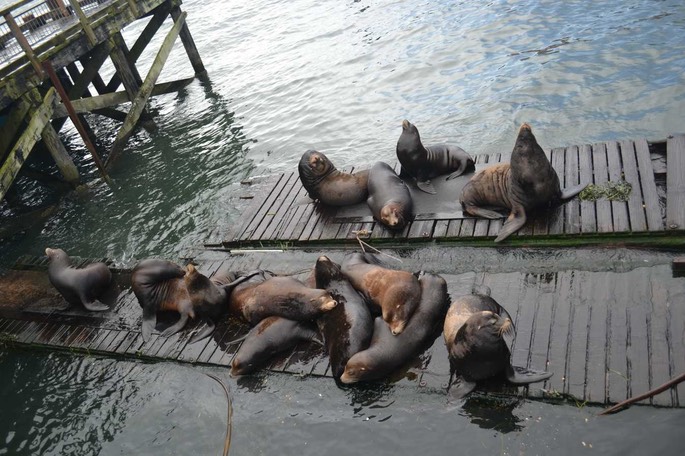 HP Sea Lions 3 [Desktop Auflösung]