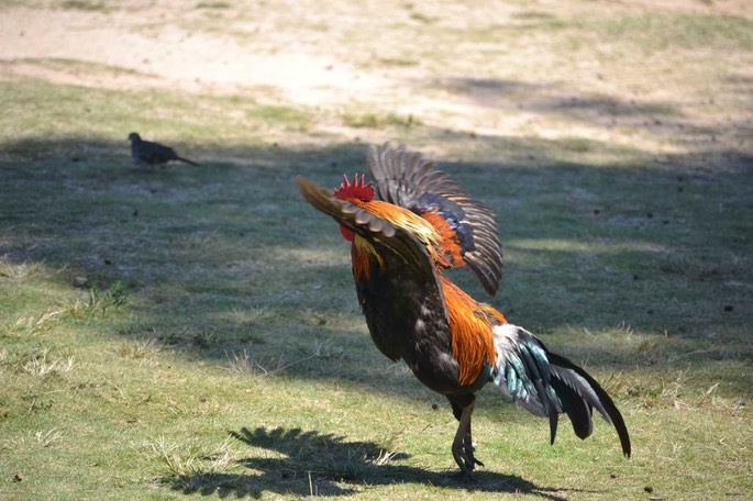 Kauai diverse (2) [Desktop Auflösung]