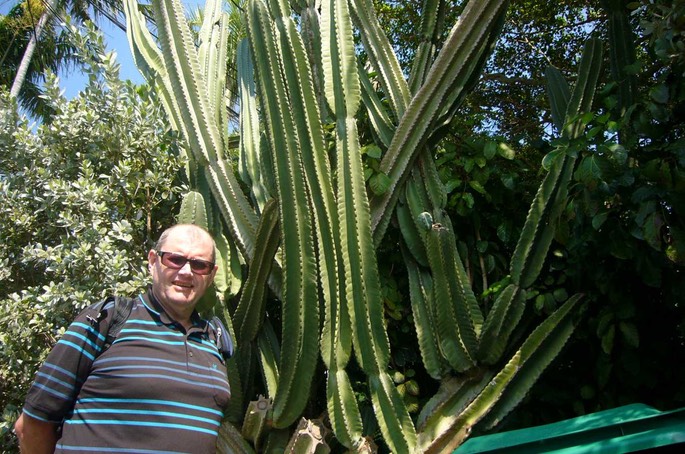 Key West Fritz Kakteen [Desktop Auflösung]