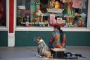 Key West Strassenhund [Desktop Auflösung]