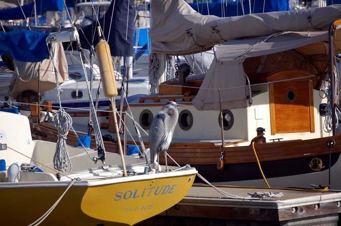 Kranich Alameda [Desktop Auflösung]