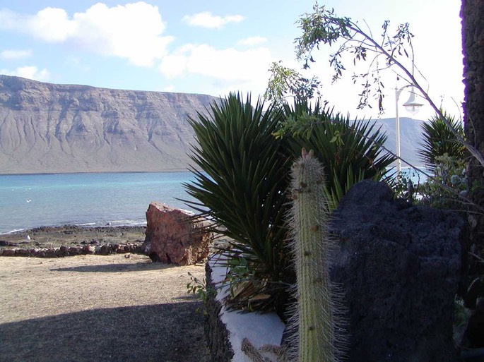 lagraciosa