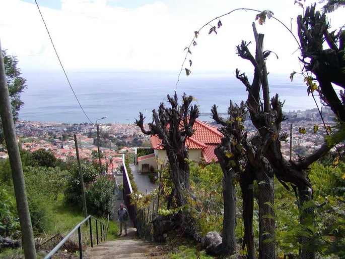 madeira23