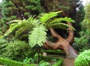 madeira2
