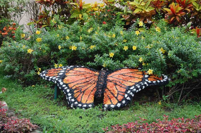 Martinique Schmetterling [Desktop Auflösung]