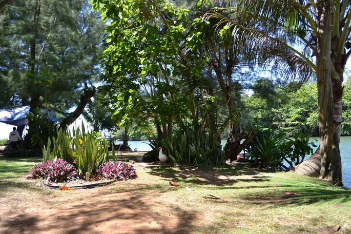 N Hanalei Bay Gans [Desktop Auflösung]